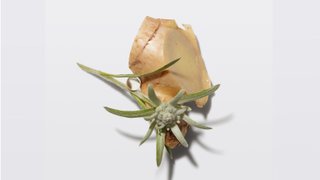 Finest Ingredients On Earth Article 1 Kérastase